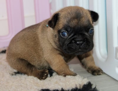 Les chiots de Bouledogue français
