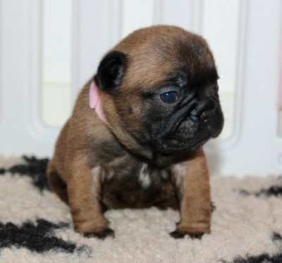 Les chiots de Bouledogue français