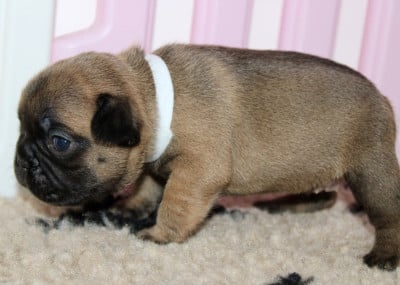 Les chiots de Bouledogue français