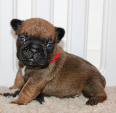 Les chiots de Bouledogue français