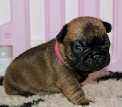 Les chiots de Bouledogue français