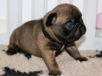 Les chiots de Bouledogue français