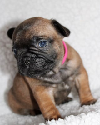Les chiots de Bouledogue français