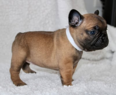 Les chiots de Bouledogue français