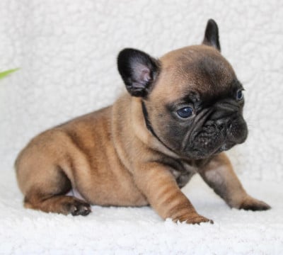 Les chiots de Bouledogue français