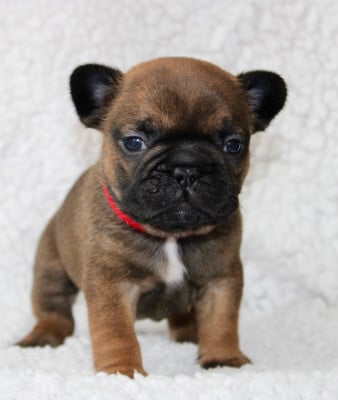 Les chiots de Bouledogue français