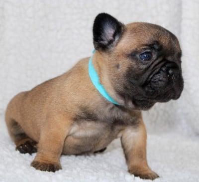 Les chiots de Bouledogue français