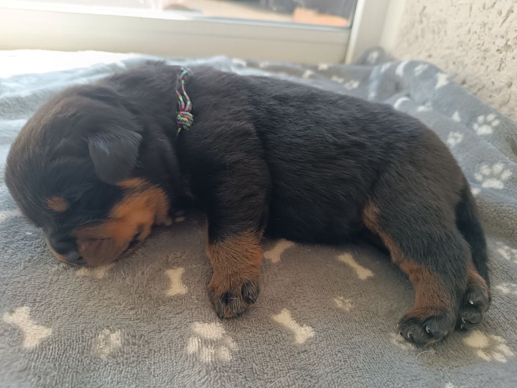 Collier noir coloré