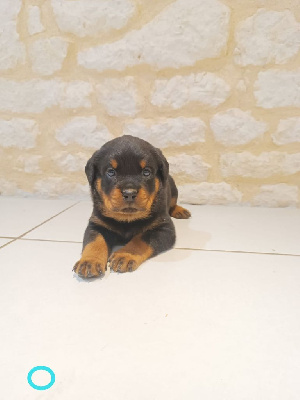Les chiots de Rottweiler