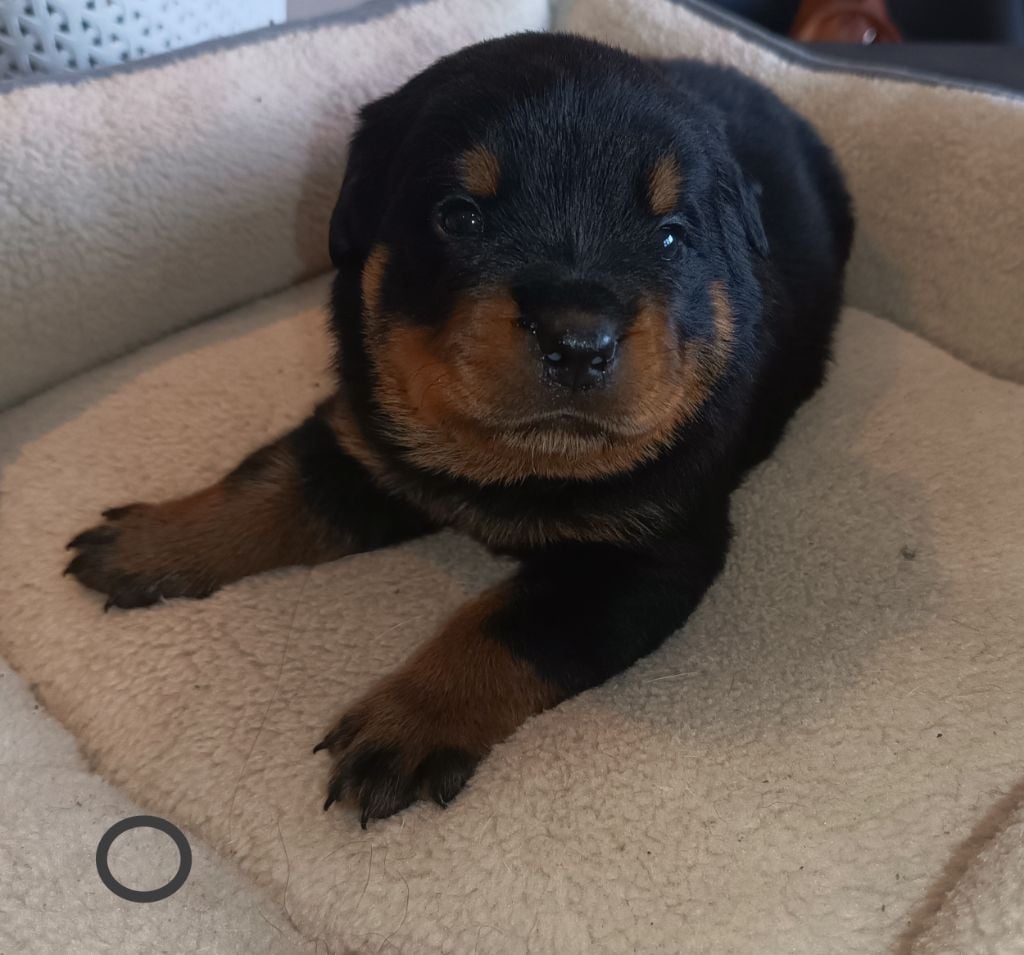 Collier noir coloré