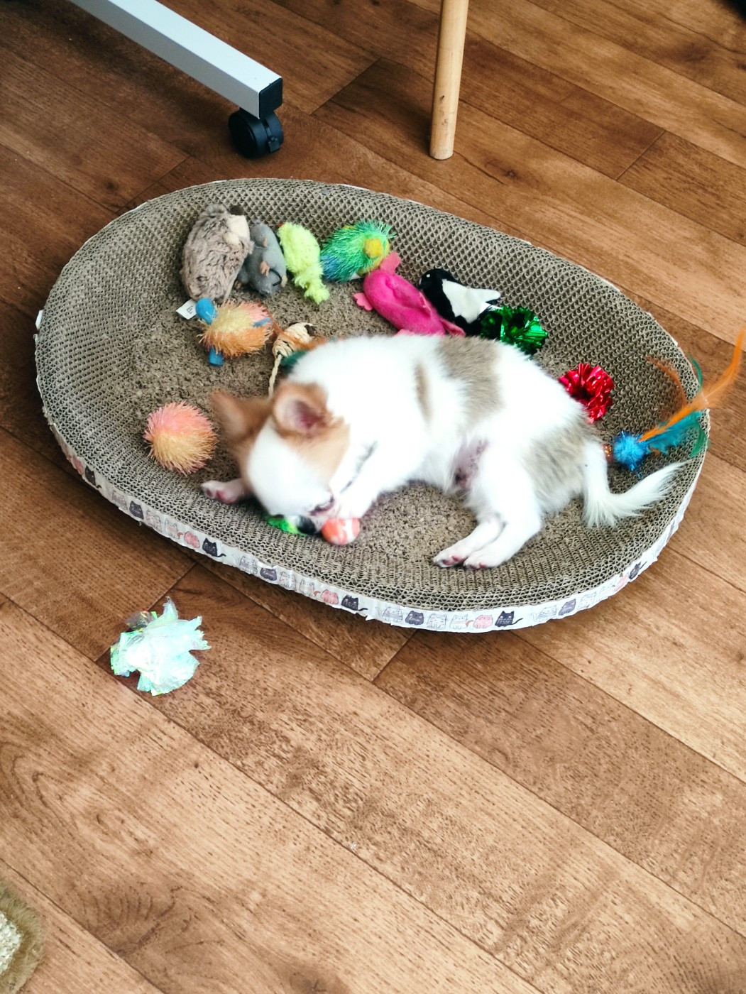 Publication : Maine De Las Amors Occitan