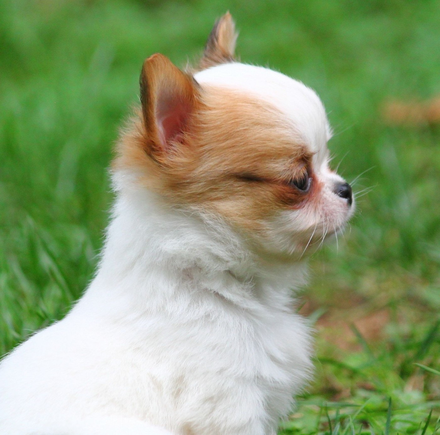 Publication : Maine De Las Amors Occitan