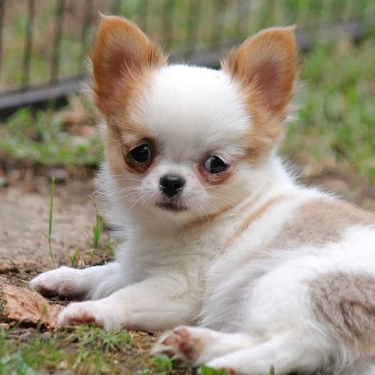 Publication : Maine De Las Amors Occitan