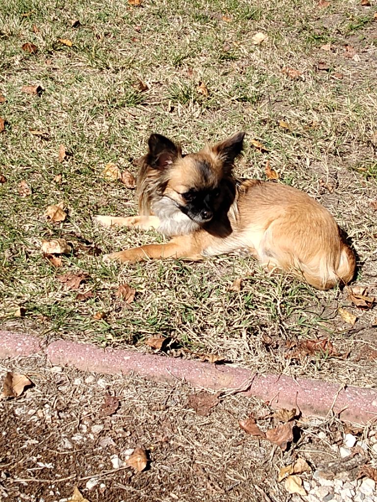 Tessie du domaine d'orca