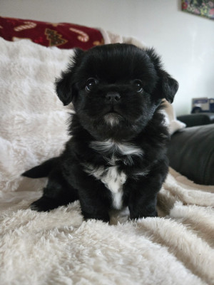 Les chiots de Epagneul tibetain