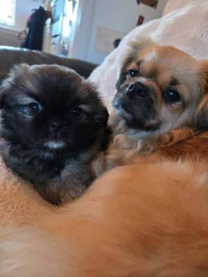 Les chiots de Epagneul tibetain
