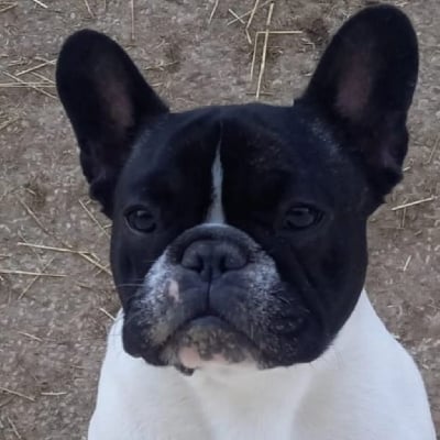 Des Etoiles De Pazac