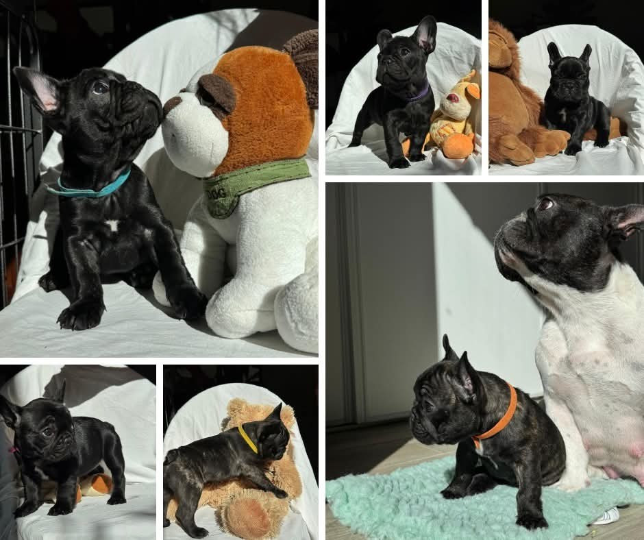 Bouledogue français - Des Etoiles De Pazac