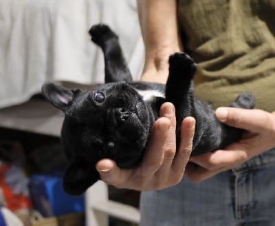 Les chiots de Bouledogue français