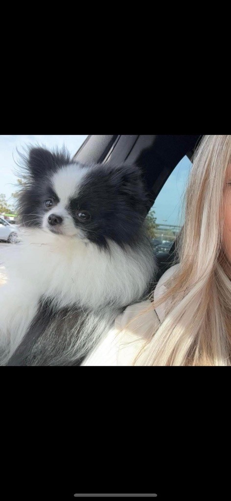 Taiga de l’alpha d’abydos