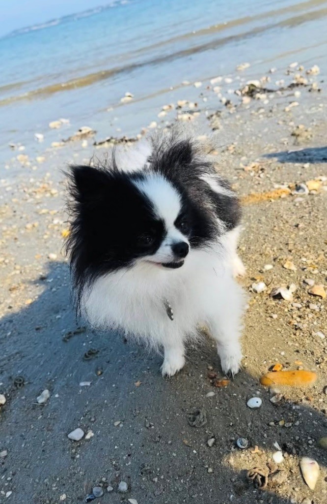 Taiga de l’alpha d’abydos