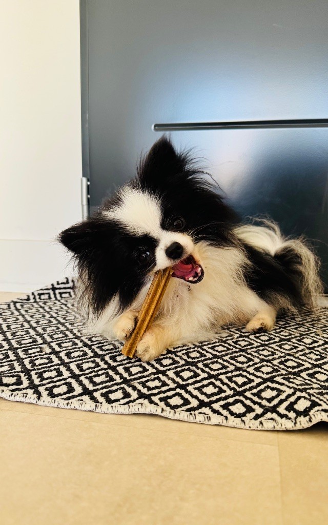 Taiga de l’alpha d’abydos