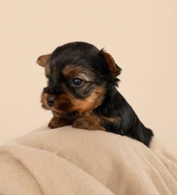 Les chiots de Yorkshire Terrier