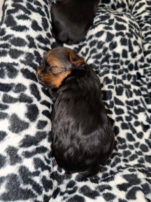 Les chiots de Yorkshire Terrier