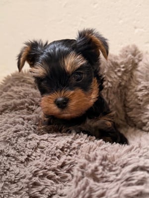 Yorkshire Terrier