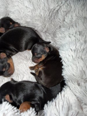 Les chiots de Yorkshire Terrier