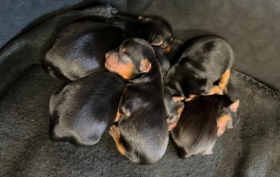 Les chiots de Yorkshire Terrier