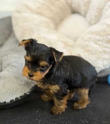 Les chiots de Yorkshire Terrier