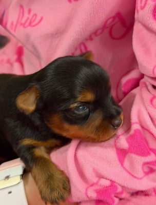 Les chiots de Yorkshire Terrier
