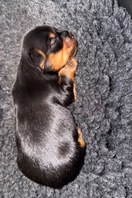 Les chiots de Yorkshire Terrier
