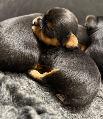 Les chiots de Yorkshire Terrier