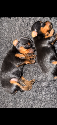 Les chiots de Yorkshire Terrier