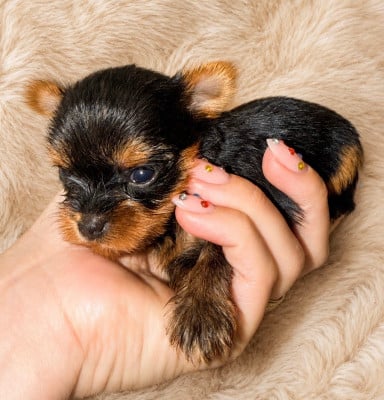 Les chiots de Yorkshire Terrier