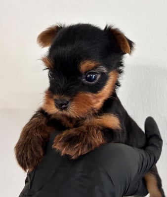 Les chiots de Yorkshire Terrier