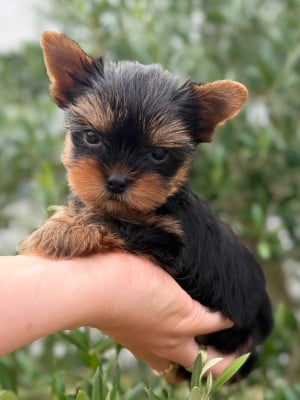 Les chiots de Yorkshire Terrier