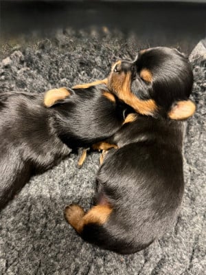 Les chiots de Yorkshire Terrier