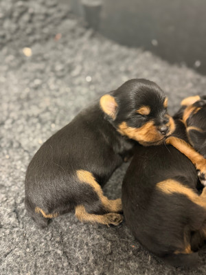 Les chiots de Yorkshire Terrier