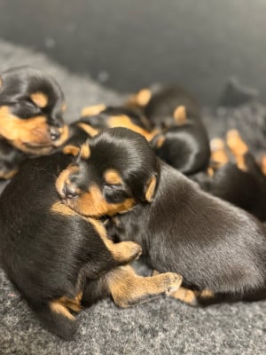 Les chiots de Yorkshire Terrier