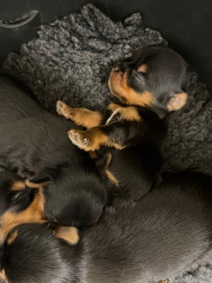 Les chiots de Yorkshire Terrier