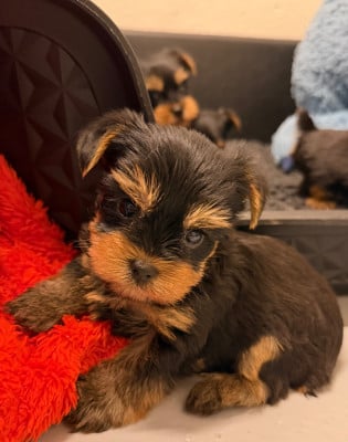 Les chiots de Yorkshire Terrier