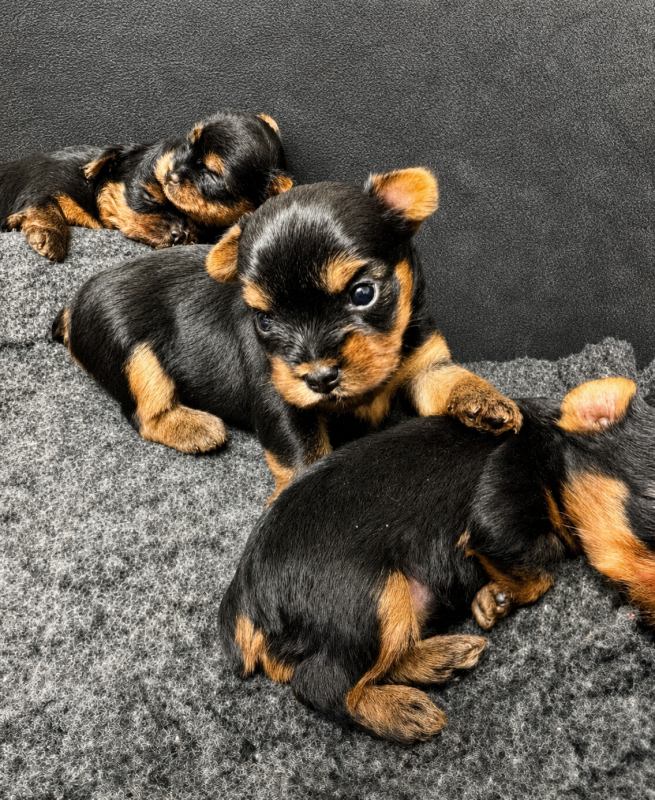 Yorkshire Terrier - De la Choupette family