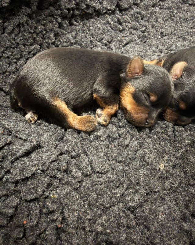 Yorkshire Terrier - De la Choupette family