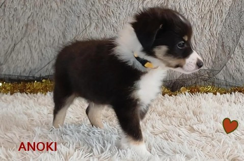 ANOKI