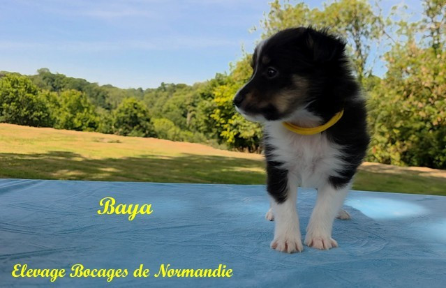 BAYA