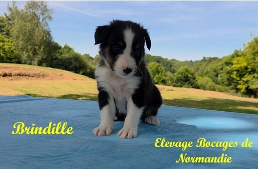 BRINDILLE