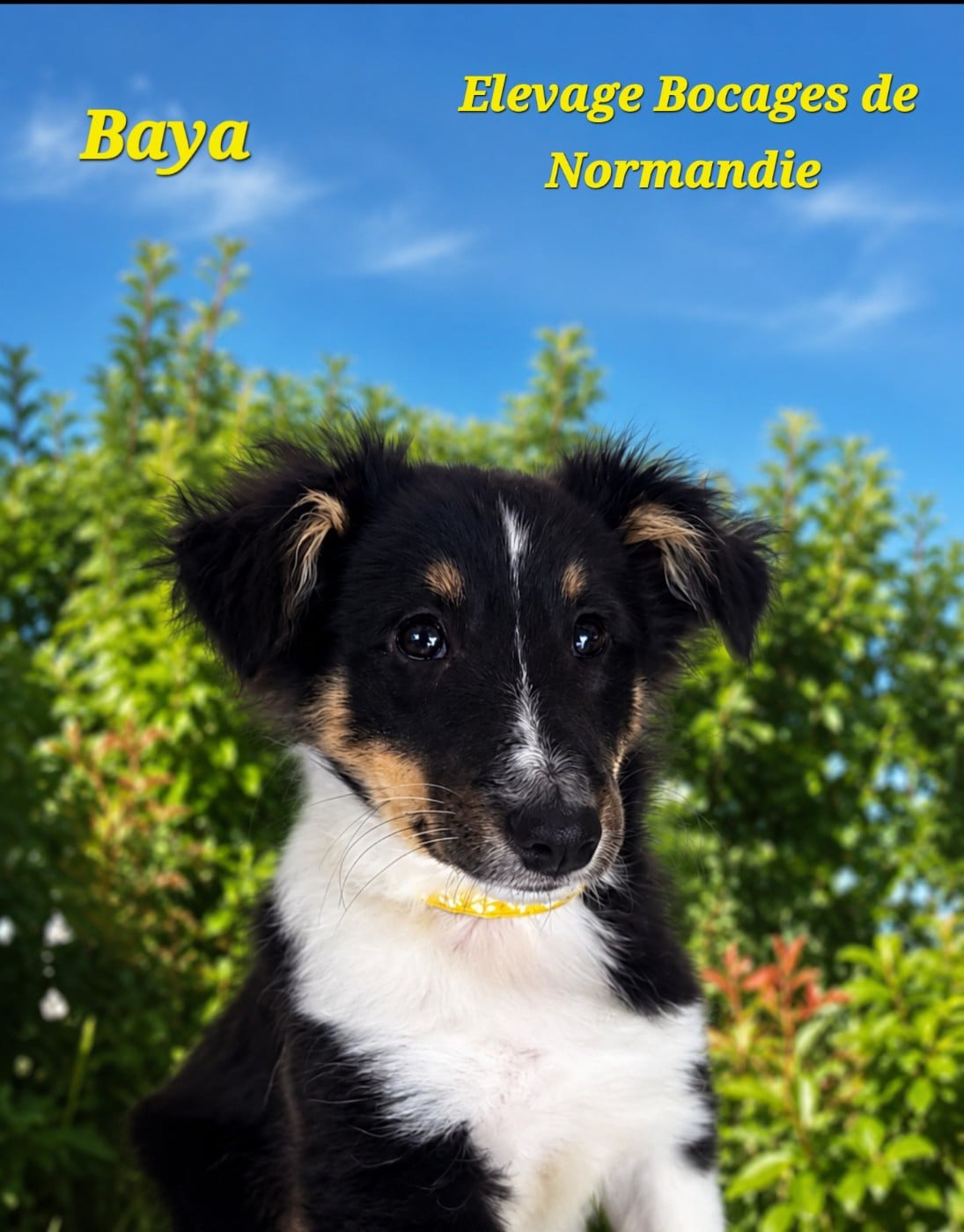 BAYA